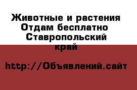 Животные и растения Отдам бесплатно. Ставропольский край